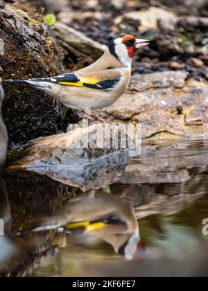 Goldfinch an einem Pool im Akt des Trinkens Stockfoto