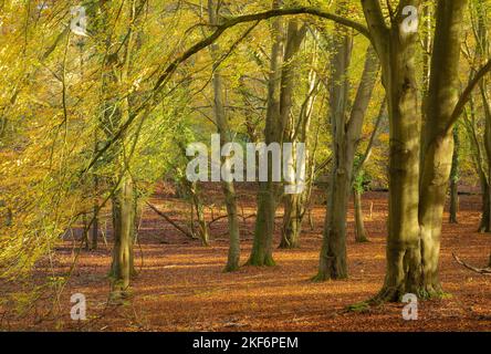 Buchenwälder im Sheepleas Nature Reserve in den North Downs, Surrey, England, Großbritannien, im Herbst oder November Stockfoto