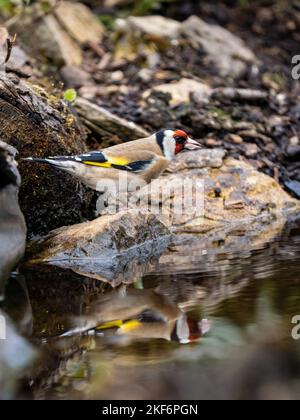 Goldfinch an einem Pool im Akt des Trinkens Stockfoto