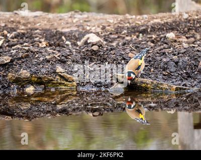 Goldfinch an einem Pool im Akt des Trinkens Stockfoto