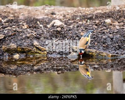 Goldfinch an einem Pool im Akt des Trinkens Stockfoto