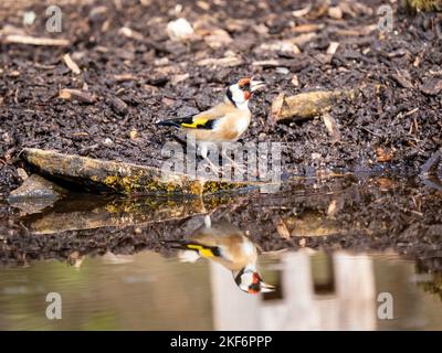 Goldfinch an einem Pool im Akt des Trinkens Stockfoto