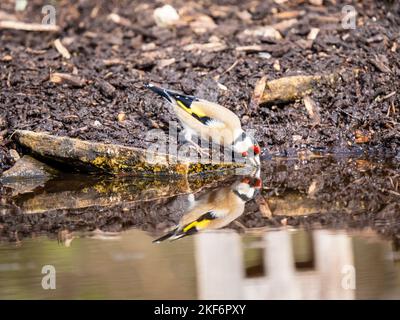 Goldfinch an einem Pool im Akt des Trinkens Stockfoto