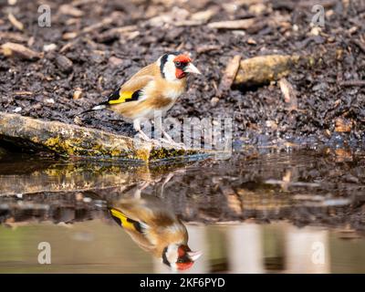 Goldfinch an einem Pool im Akt des Trinkens Stockfoto