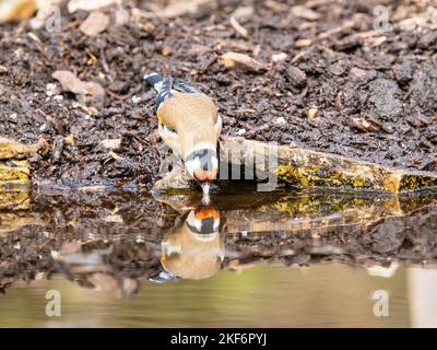 Goldfinch an einem Pool im Akt des Trinkens Stockfoto