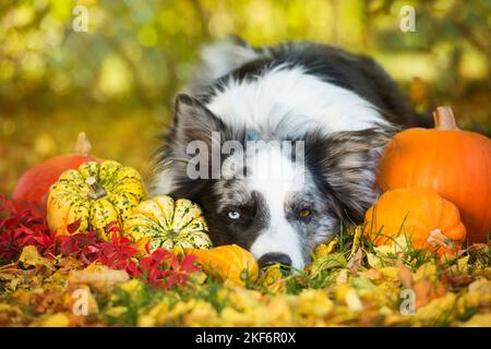 Border Collie Dog im Herbsthintergrund Stockfoto