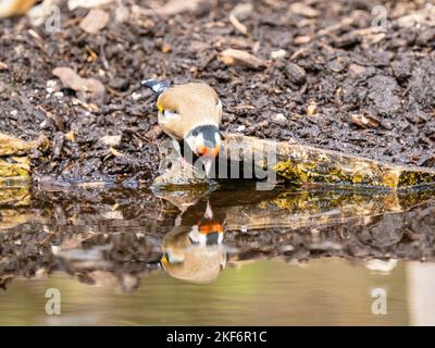 Goldfinch an einem Pool im Akt des Trinkens Stockfoto