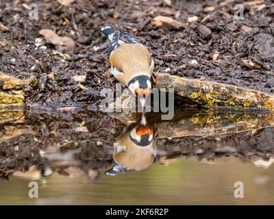 Goldfinch an einem Pool im Akt des Trinkens Stockfoto