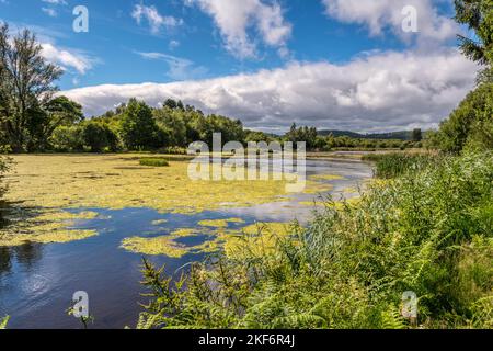 Morton Lochs im Tentsmuir National Nature Reserve in Fife, Schottland. Stockfoto