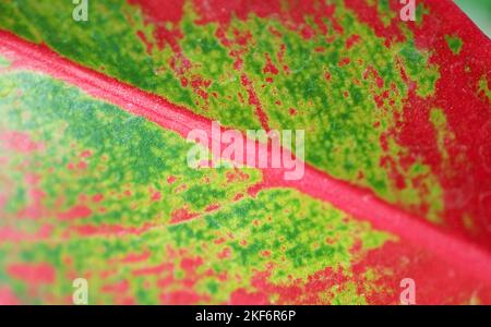 Nahaufnahme des bunten Blattes von Aglaonema Siam Aurora Stockfoto