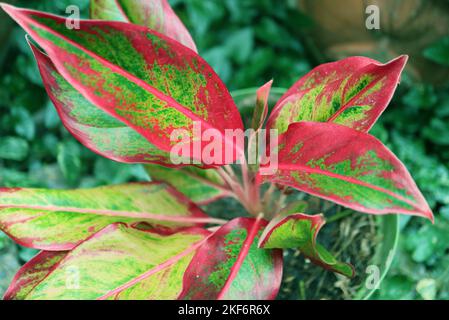 Nahaufnahme der Topfpflanze Aglaonema oder Aglaonema Siam Aurora im Garten Stockfoto