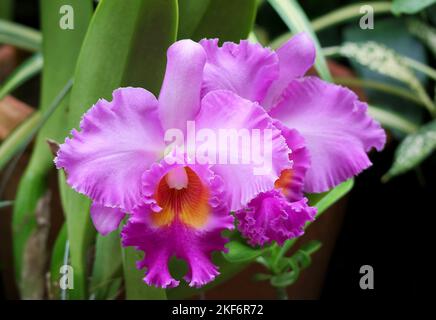 Nahaufnahme der wunderschönen Cattleya Orchideen, die im Garten blühen Stockfoto