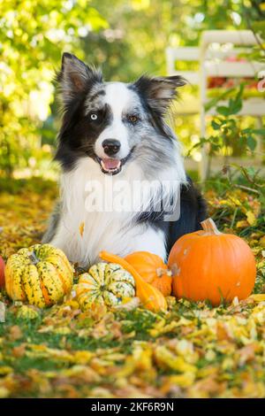 Border Collie Dog im Herbsthintergrund Stockfoto