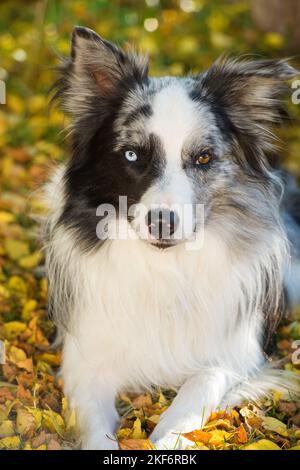 Border Collie Dog im Herbsthintergrund Stockfoto