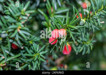 Taxus baccata, rote Eibenkegel mit grünem Laub Stockfoto