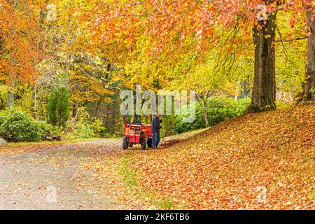 Herbstblätter in den Wäldern des Blairmore House in der Nähe von Torry, Aberdeenshire, Schottland, Großbritannien Stockfoto