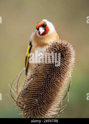 Goldfinken füttern auf einer Teasel Stockfoto
