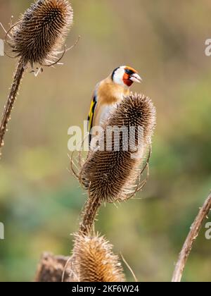 Goldfinken füttern auf einer Teasel Stockfoto
