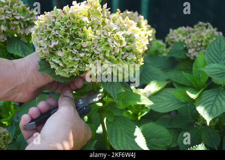 Tödheading Hortensien blüht. Mann mit Gartenscheren schneidet Hortensia macrophylla Blume Stockfoto