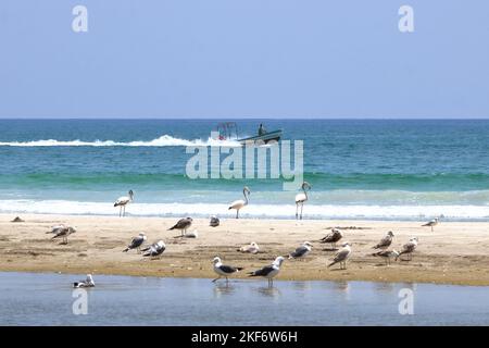 Möwen und Pelikane an der Küste bei salalah im oman Stockfoto