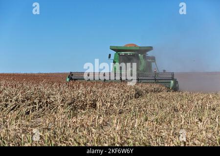 John Deere Mähdrescher 9550, Landwirt bei der Ernte von milo „Grain Sorghum“, „Sorghum vulgare“, Trego County, Kansas. Stockfoto