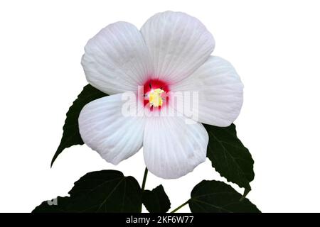 Hibiscus moscheutos Blume isoliert auf weißem Hintergrund Stockfoto