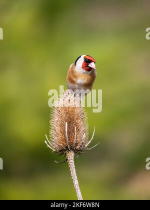 Goldfinken füttern auf einer Teasel Stockfoto
