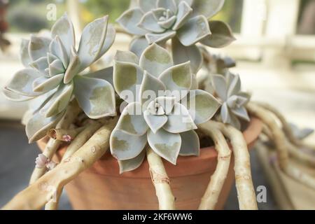 Graptopetalum paraguayense im Garten. Sommer- und Frühlingszeit Stockfoto