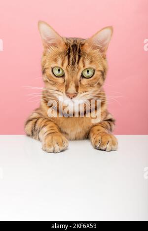 Bengale Kurzhaarkatze auf farbigem Hintergrund isoliert. Speicherplatz kopieren. Stockfoto