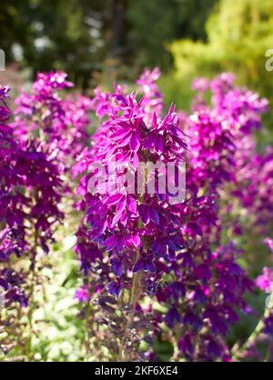 Lila Blüten der campanulaceae lobelia speciosa hadspen lila im Garten. Sommer- und Frühlingszeit Stockfoto