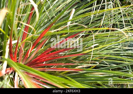 Pflanze der bromeliaceae fascicularia bicolor im Garten. Sommer- und Frühlingszeit Stockfoto