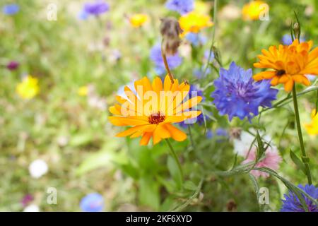 Blaue Blumen Kornblumen im Garten. Kornblume im Blumenbeet. Sommerblaue Wildblume. Kornblumen. Stockfoto