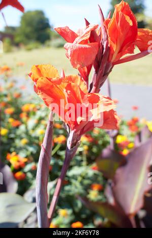 Rote Blüten von hohen Canna Lilien im Garten. Sommer- und Frühlingszeit Stockfoto