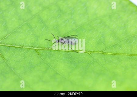 Dunkelflügelige Pilzgnat, Sciaridae auf einem grünen Blatt, werden diese Insekten oft in Häusern gefunden. Stockfoto