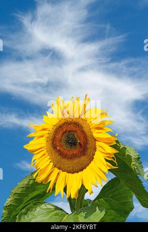 Sonnenblumen vor blauem Himmel Stockfoto