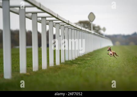 Italienischer Greyhound - in Farbe gefawnt, springt in der Luft mit Geschwindigkeit mit allen Pfoten bei voller Dehnung Stockfoto