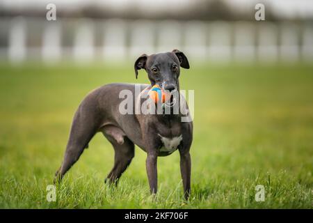 Italienischer Greyhound - schokoladenbraun in der Farbe, hält seine orangefarbene Kugel im Mund Stockfoto