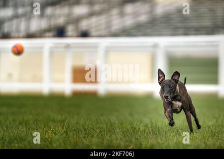 Italienischer Greyhound: Braun, der einem Ornage-Ball mit hoher Geschwindigkeit nachjagt Stockfoto