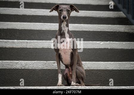 Italienischer Greyhound - graubraun in der Farbe, stehend auf der Treppe und Blick direkt auf die Kamera Stockfoto