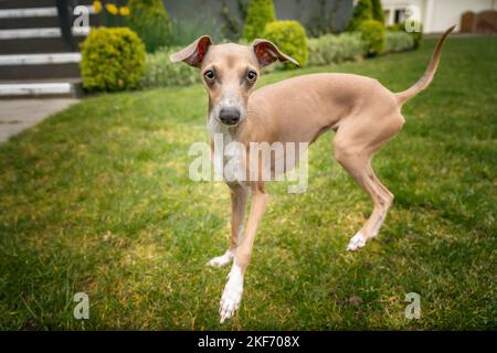 Italienisch Greyhound - fawn in Farbe, Blick direkt auf die Kamera und sehr niedlich Stockfoto