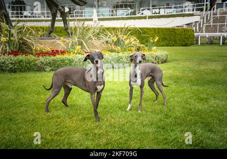 Zwei italienische Greyhounds, die auf dem Gras stehen und auf die Kamera blicken, einmal grau und ein schokoladenbrauner Stockfoto