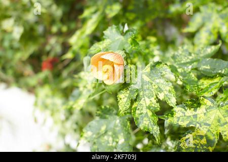 Orangefarbene Blüten von Abutilon pictum 'Mardi Gras' MARDI GRAS BLÜHENDEM AHORN, GEMALTE INDISCHE MALBE im Garten. Sommer- und Frühlingszeit Stockfoto