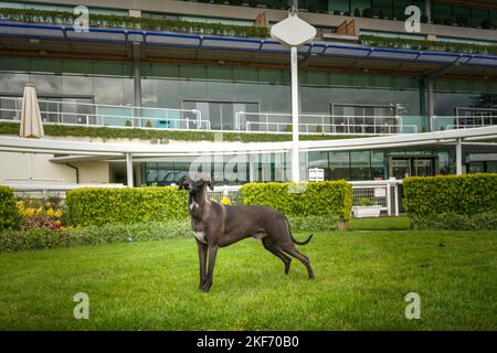 Chocolate Brown Italienischer Windhund steht auf dem Gras und sieht leicht weg Stockfoto