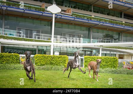 Drei italienische Greyhounds Rennen herum und haben Spaß zusammen Stockfoto
