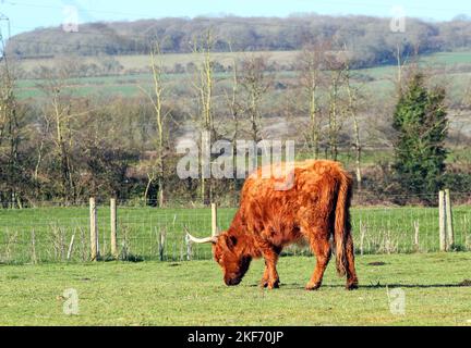 Single Highland Cow Grasen. Braunes Fell und lange Hörner. Stockfoto