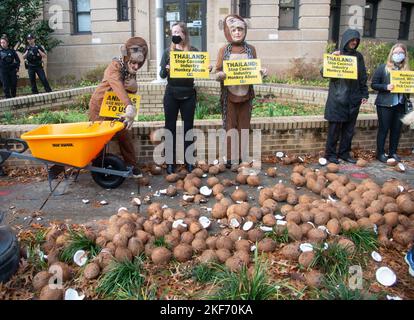 Washington DC, USA. 16.. November 2022. PETA protestiert vor der Royal Thai Embassy in Washington DC, um gegen den Einsatz von Affen zu protestieren, von denen sie behaupten, sie würden zum Kokosnusspflücken verwendet. PETA-Aktivisten, die als Affen verkleidet sind, werfen Kokosnüsse vor der Botschaft ab. 16. November 2022. Quelle: Patsy Lynch/Media Punch/Alamy Live News Stockfoto