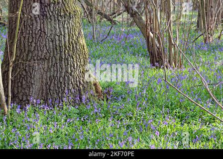 Gemeine Bluebells (Hyacinthoides non-scripta) in einem reifen Wald. Wächst natürlich in einem ruhigen verlassenen Wald. Stockfoto