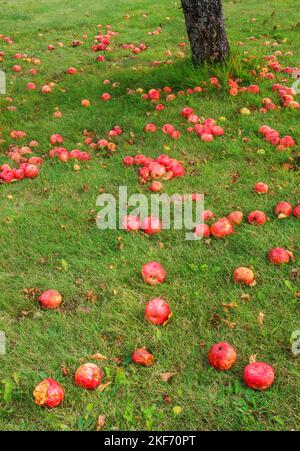 Äpfel liegen auf dem Boden unter einem der letzten Apfelbäume, wo früher ein Obstgarten war, Grand View Landtrust Park, Door County, Wisconsin Stockfoto