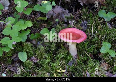 Stachelbeeren-Täubling oder Pilze, die in Moos auf dem Waldboden wachsen und 3-gelappte Blätter von Gemeiner Leberblüte, Anemone hepatica, alias Leberkraut Stockfoto