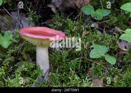 Stachelbeeren-Täubling oder Pilze, die in Moos auf dem Waldboden wachsen und 3-gelappte Blätter von Gemeiner Leberblüte, Anemone hepatica, alias Leberkraut Stockfoto